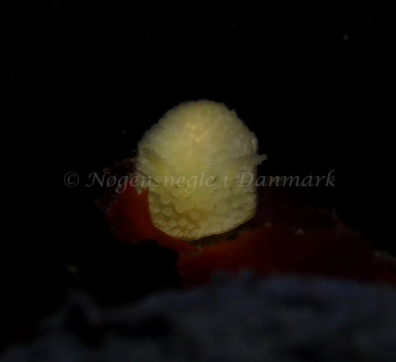 Onchidoris muricata - Tjærepletten - Foto: Ivar Albertsen