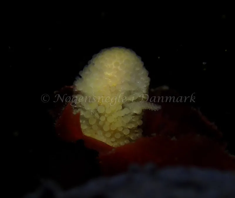 Onchidoris muricata - Tjærepletten - Foto: Ivar Albertsen