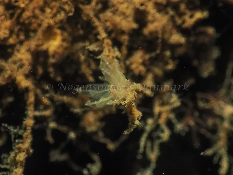 Eubranchus viriola - Kollund Mole - Foto: Jens Egon Jørgensen