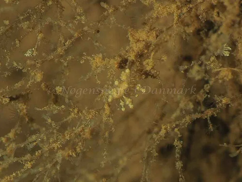 Eubranchus scintillans - Kollund Mole - Foto: Jens Egon Jørgensen