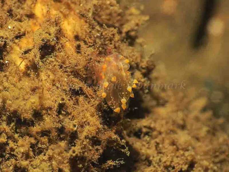 Eubranchus viriola - Kollund Mole - Foto: Jens Egon Jørgensen
