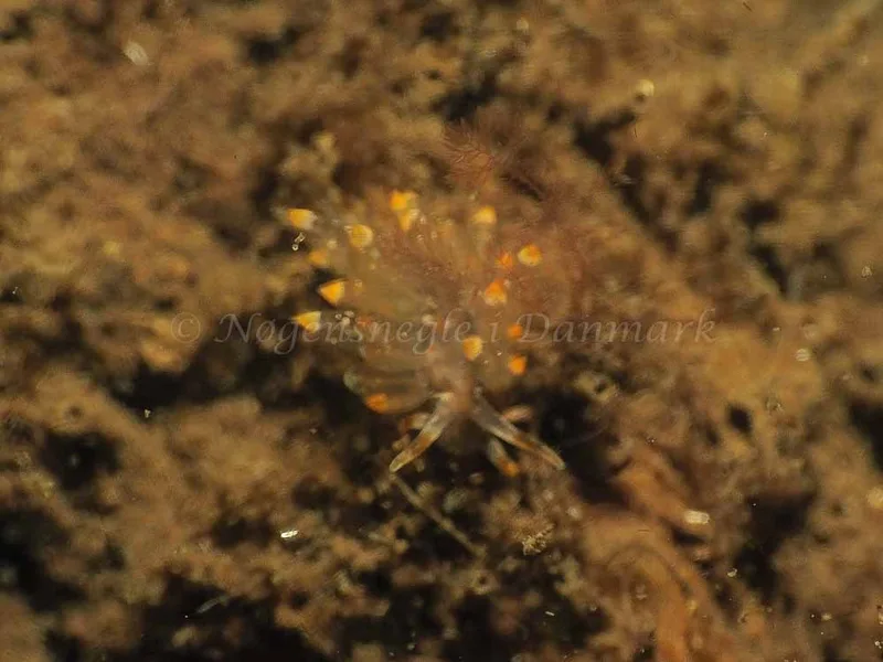 Eubranchus viriola - Kollund Mole - Foto: Jens Egon Jørgensen