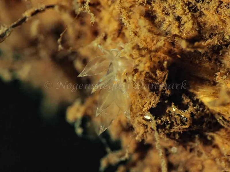 Eubranchus viriola - Kollund Mole - Foto: Jens Egon Jørgensen