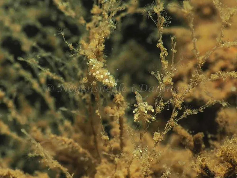 Eubranchus scintillans - Kollund Mole - Foto: Jens Egon Jørgensen