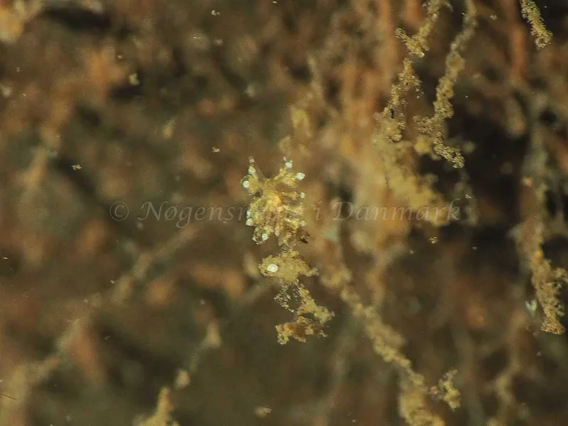 Eubranchus scintillans - Kollund Mole - Foto: Jens Egon Jørgensen