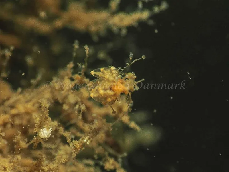 Eubranchus viriola - Kollund Mole - Foto: Jens Egon Jørgensen