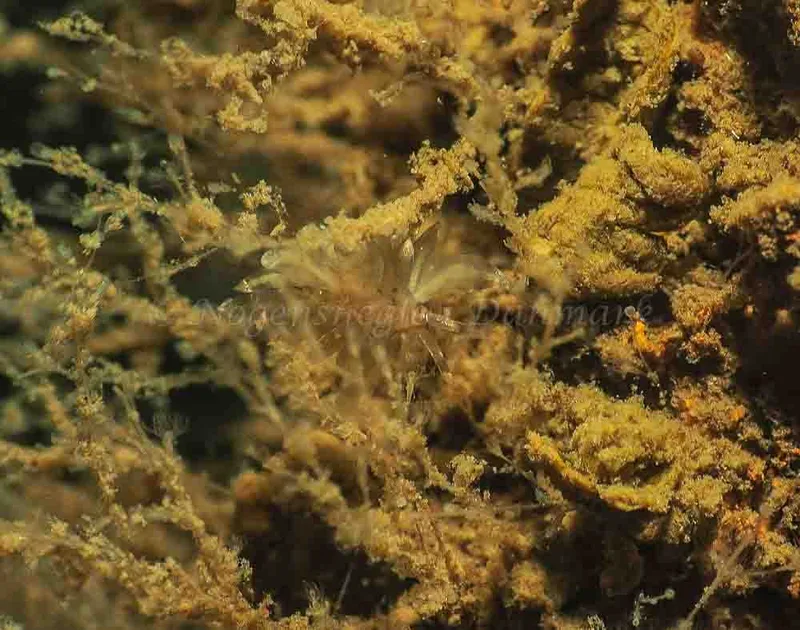 Eubranchus viriola - Kollund Mole - Foto: Jens Egon Jørgensen