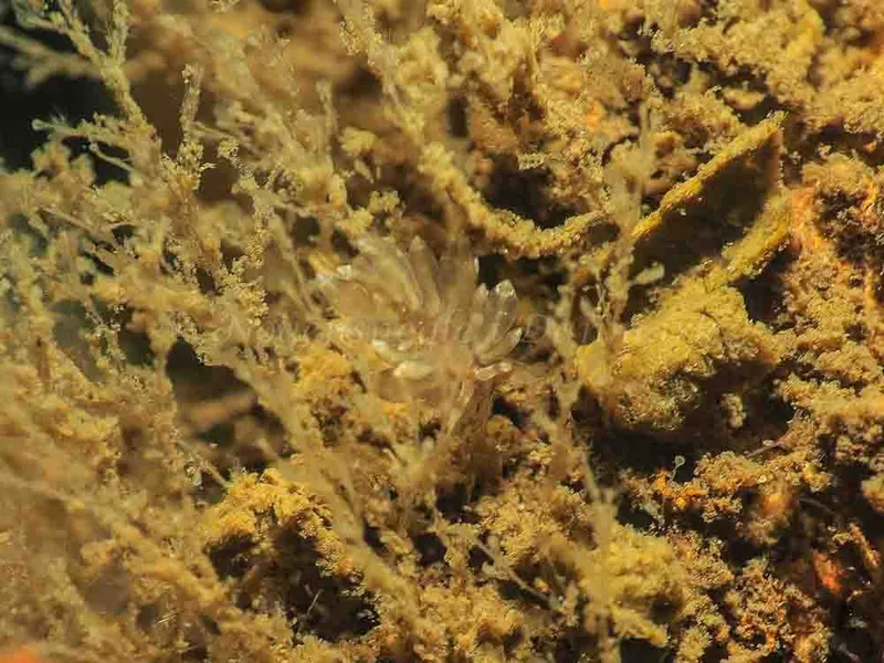 Eubranchus viriola - Kollund Mole - Foto: Jens Egon Jørgensen