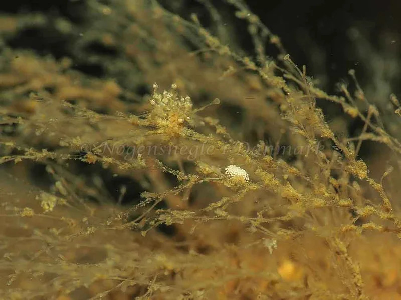 Eubranchus scintillans - Kollund Mole - Foto: Jens Egon Jørgensen