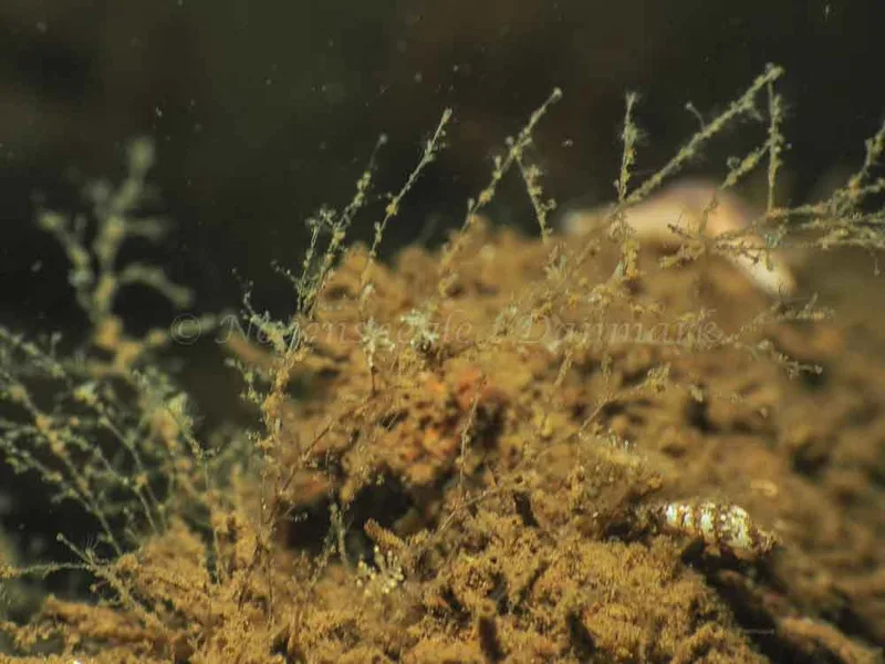 Eubranchus scintillans - Kollund Mole - Foto: Jens Egon Jørgensen
