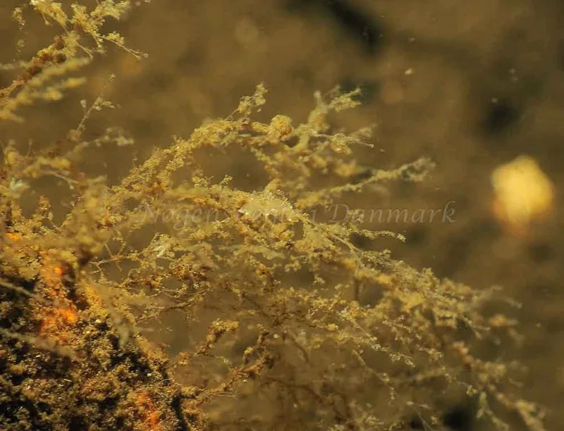 Eubranchus viriola - Kollund Mole - Foto: Jens Egon Jørgensen