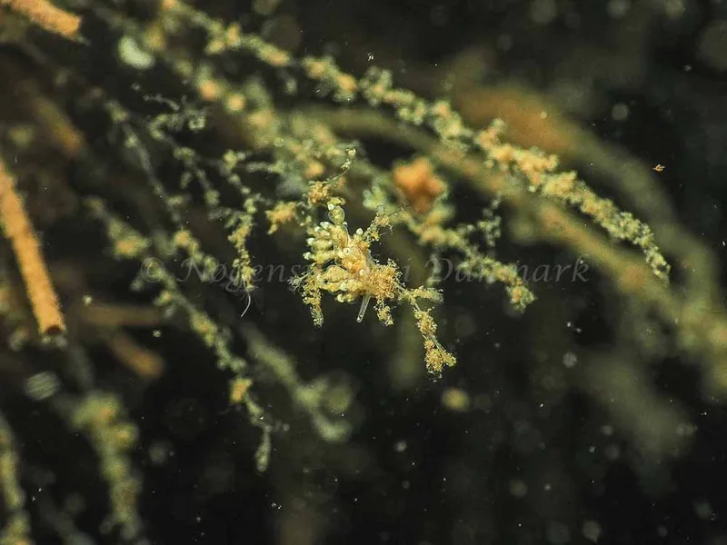 Eubranchus scintillans - Kollund Mole - Foto: Jens Egon Jørgensen