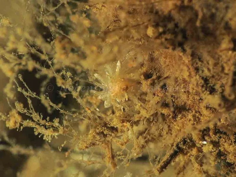Eubranchus viriola - Kollund Mole - Foto: Jens Egon Jørgensen