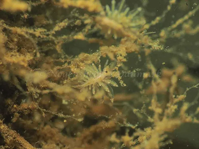 Eubranchus rupium - Kollund Mole - Foto: Jens Egon Jørgensen