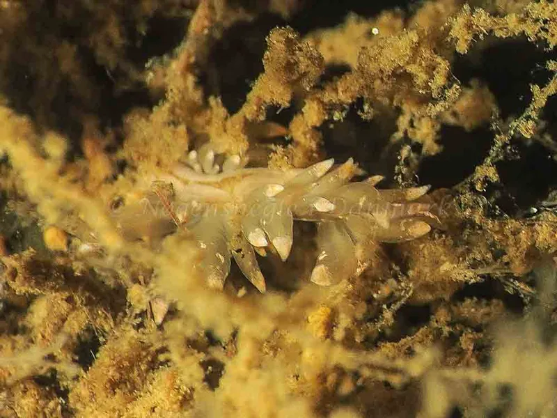 Eubranchus viriola - Kollund Mole - Foto: Jens Egon Jørgensen