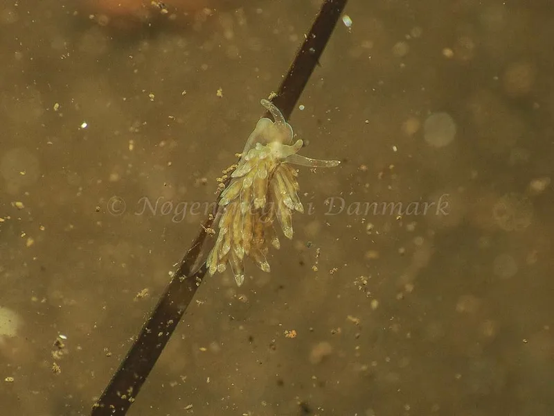 Eubranchus viriola - Kollund Mole - Foto: Jens Egon Jørgensen