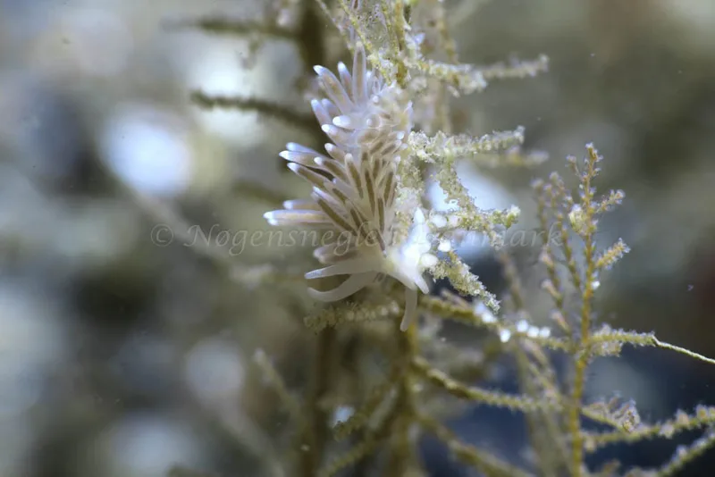 Cuthonella concinna - Søbadet - Foto: HP Ølgaard