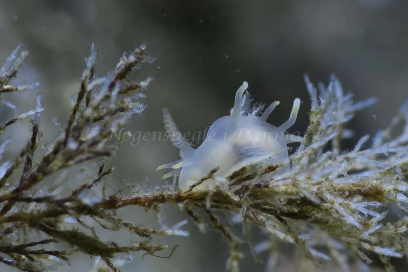 Ancula gibbosa - Søbadet - Foto: HP Ølgaard