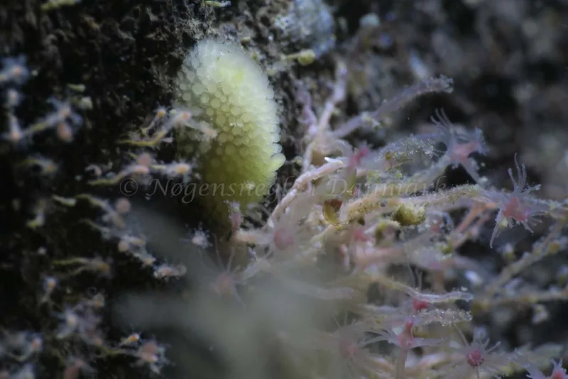 Onchidoris muricata - Søbadet - Foto: HP Ølgaard