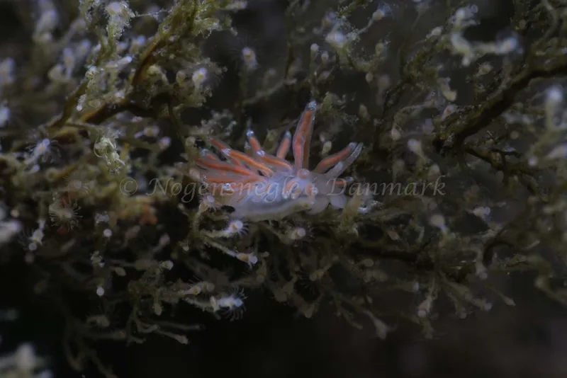 Coryphella gracilis - Søbadet - Foto: HP Ølgaard