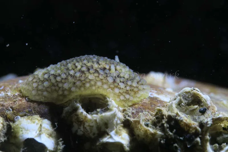 Onchidoris bilamellata - Søbadet - Foto: HP Ølgaard