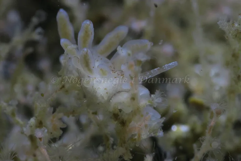 Eubranchus rupium - Søbadet - Foto: HP Ølgaard