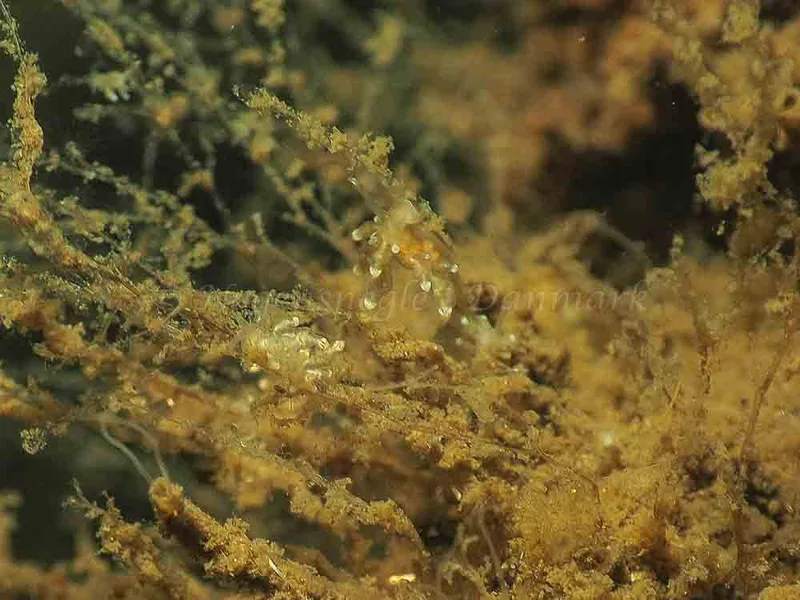 Eubranchus scintillans - Kollund Mole - Foto: Jens Egon Jørgensen