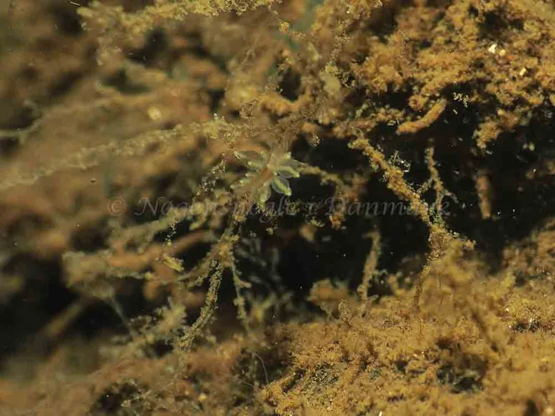 Eubranchus viriola - Kollund Mole - Foto: Jens Egon Jørgensen