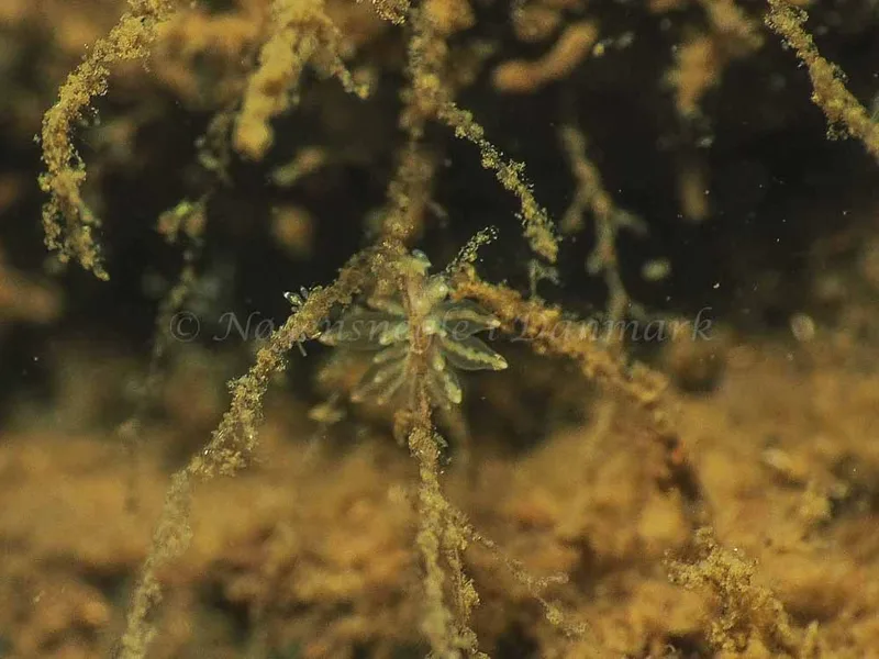 Eubranchus viriola - Kollund Mole - Foto: Jens Egon Jørgensen