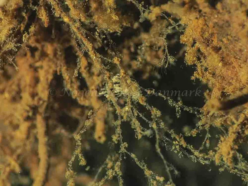 Eubranchus scintillans - Kollund Mole - Foto: Jens Egon Jørgensen