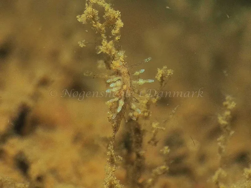 Eubranchus rupium - Kollund Mole - Foto: Jens Egon Jørgensen