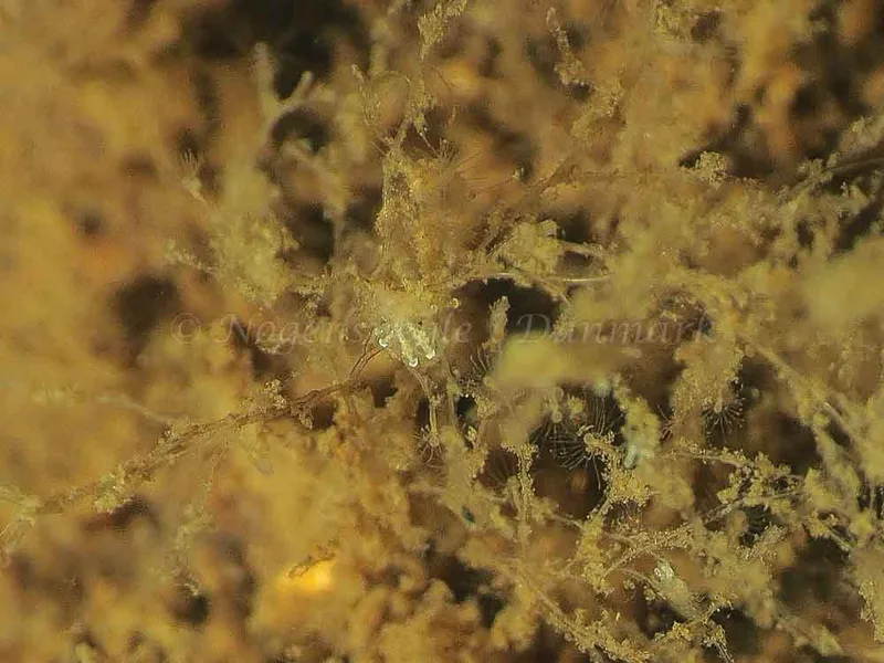 Eubranchus scintillans - Kollund Mole - Foto: Jens Egon Jørgensen