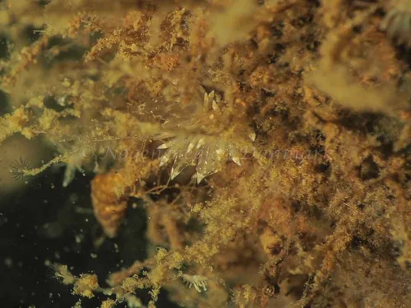 Eubranchus viriola - Kollund Mole - Foto: Jens Egon Jørgensen