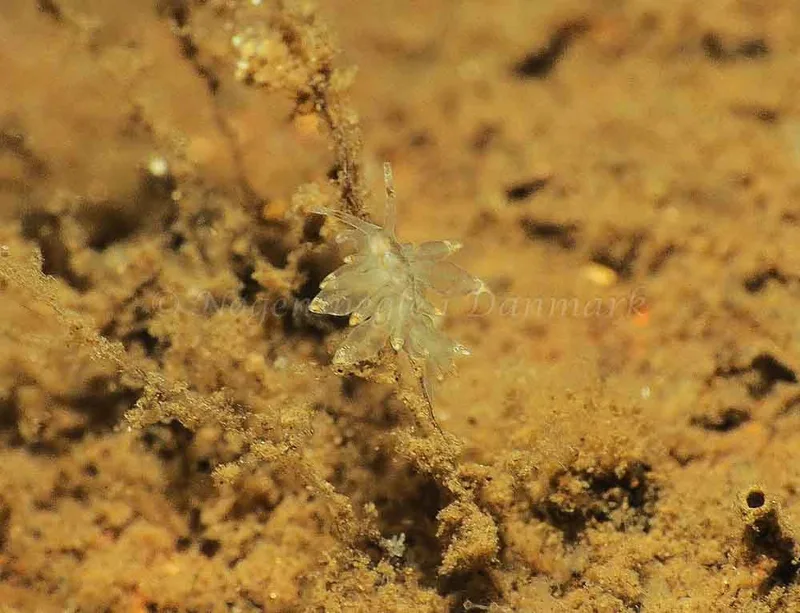 Eubranchus viriola - Kollund Mole - Foto: Jens Egon Jørgensen