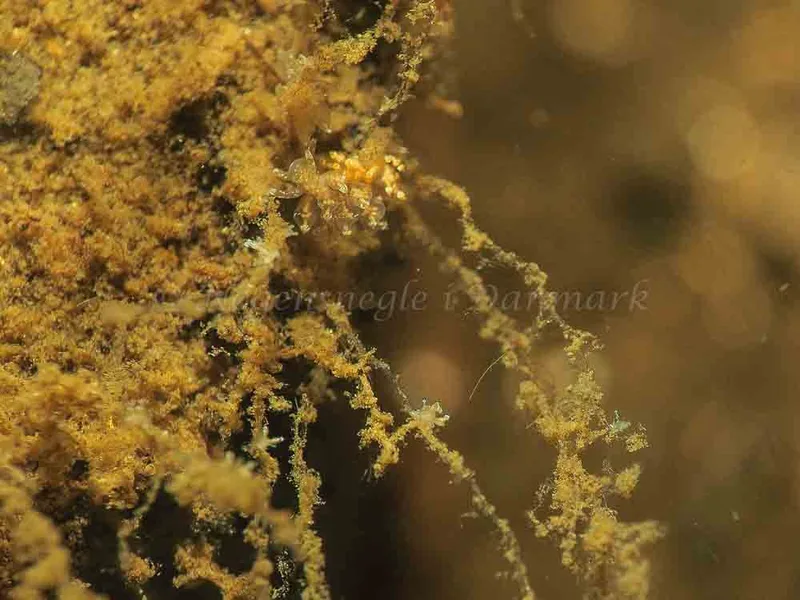 Eubranchus scintillans - Kollund Mole - Foto: Jens Egon Jørgensen