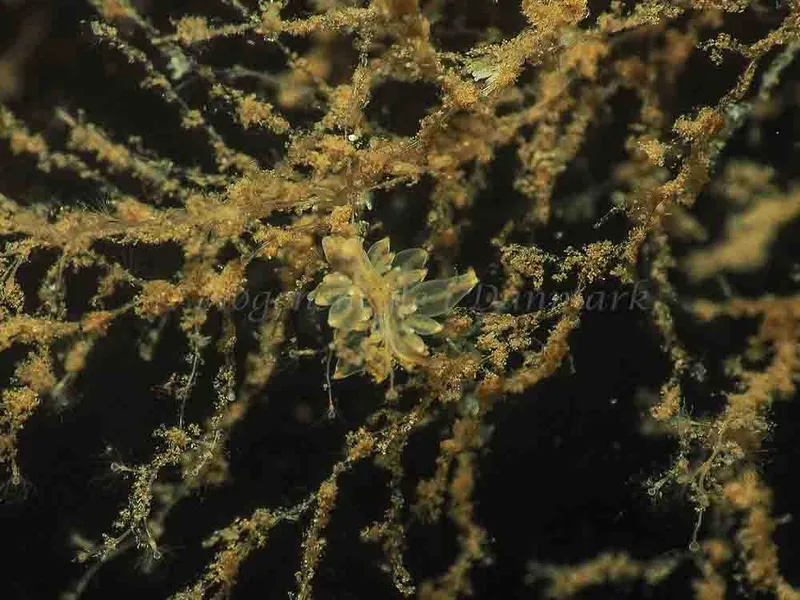 Eubranchus viriola - Kollund Mole - Foto: Jens Egon Jørgensen