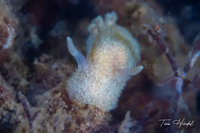Acanthodoris pilosa - Knebel Vig - Rolsøgård - Foto: Tina Hindal