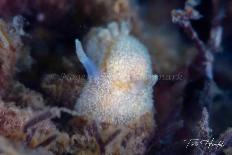 Acanthodoris pilosa - Knebel Vig - Rolsøgård - Foto: Tina Hindal