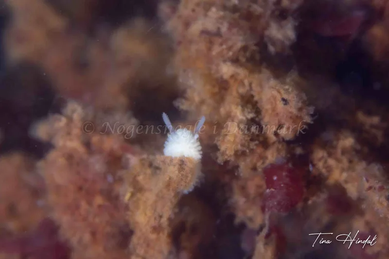 Onchidoris muricata - Knebel Vig - Rolsøgård i Aarhus Bugt - Foto: Tina Hindal