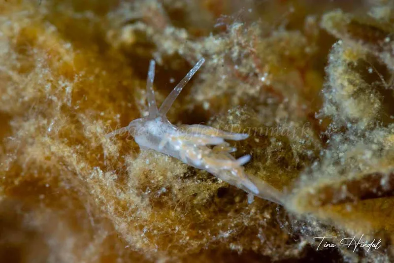 Eubranchus rupium - Knebel Vig - Rolsøgård i Aarhus Bugt - Foto: Tina Hindal