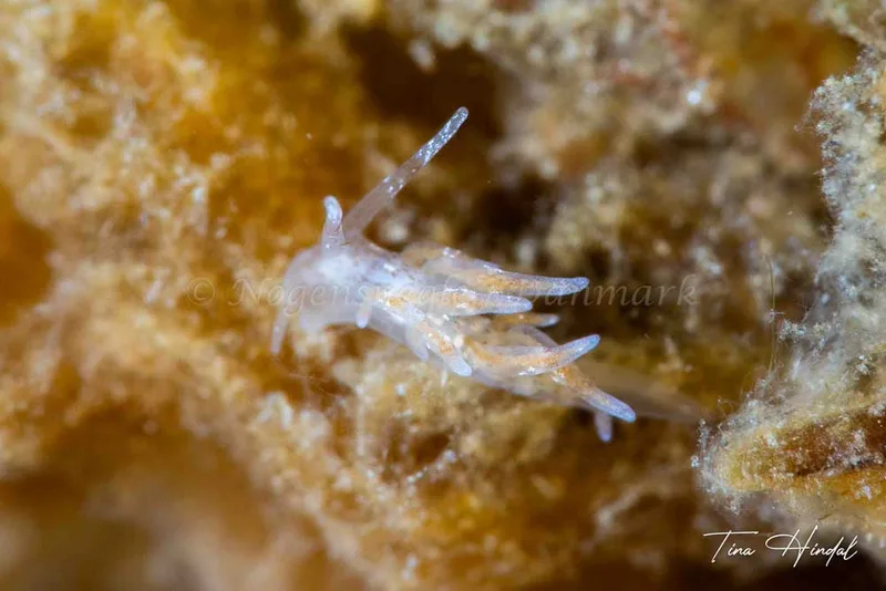 Eubranchus rupium - Knebel Vig - Rolsøgård i Aarhus Bugt - Foto: Tina Hindal