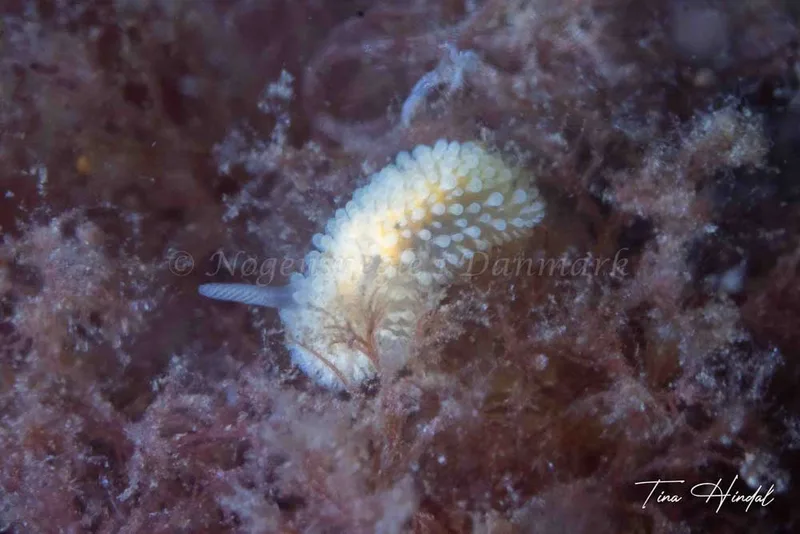 Onchidoris muricata - Knebel Vig - Rolsøgård i Aarhus Bugt - Foto: Tina Hindal