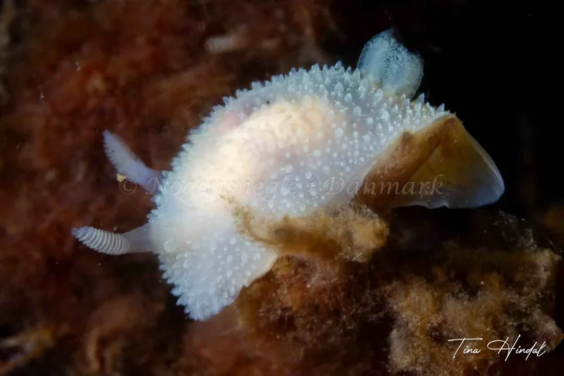 Acanthodoris pilosa - Knebel Vig - Rolsøgård - Foto: Tina Hindal