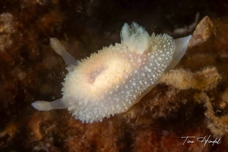 Acanthodoris pilosa - Knebel Vig - Rolsøgård - Foto: Tina Hindal