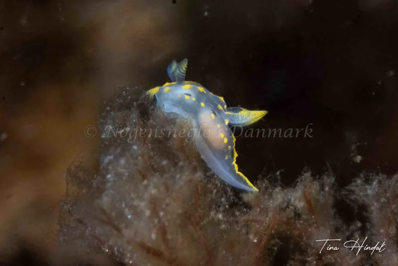 Polycera quadrilineata - Knebel Vig - Rolsøgård i Aarhus Bugt - Foto: Tina Hindal