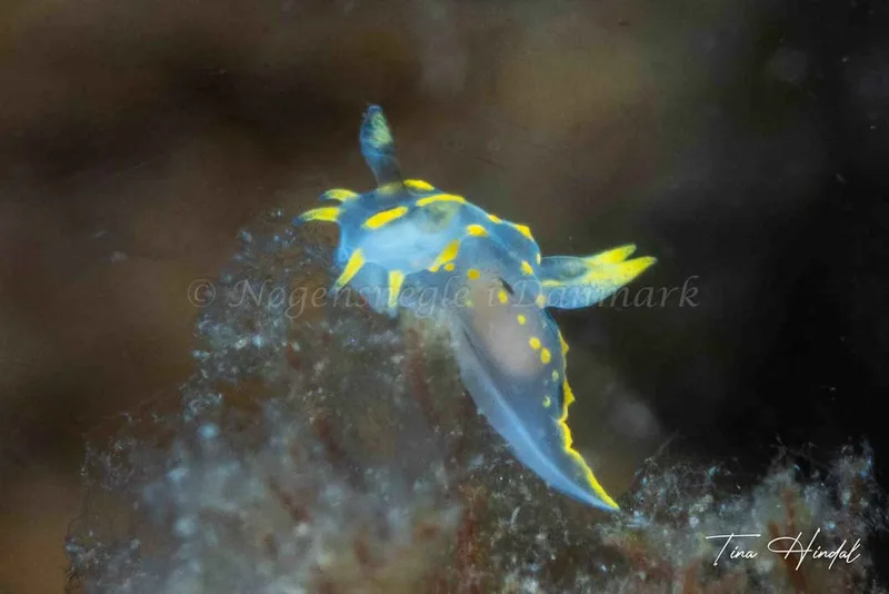 Polycera quadrilineata - Knebel Vig - Rolsøgård i Aarhus Bugt - Foto: Tina Hindal