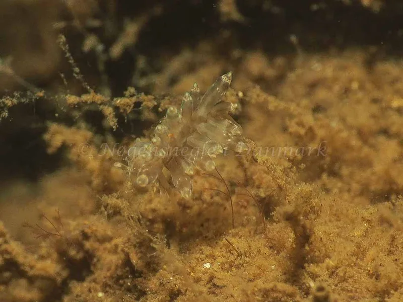 Eubranchus viriola - Kollund Mole - Foto: Jens Egon Jørgensen