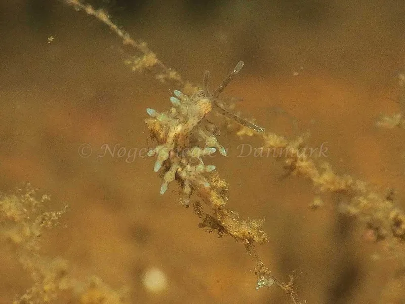 Eubranchus rupium - Kollund Mole - Foto: Jens Egon Jørgensen