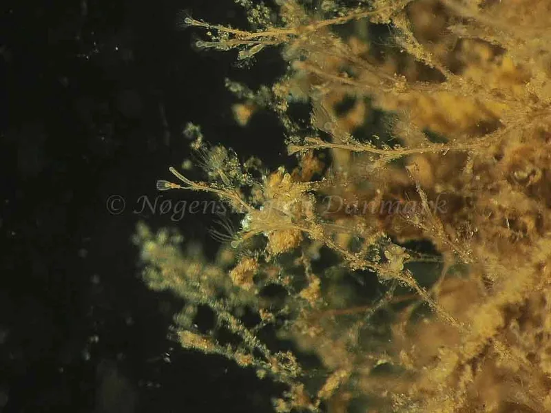 Eubranchus scintillans - Kollund Mole - Foto: Jens Egon Jørgensen