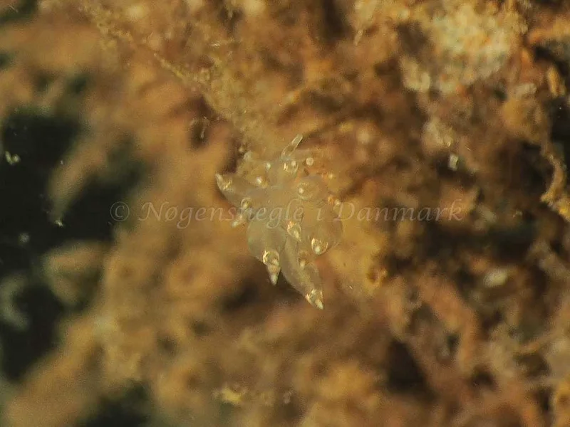 Eubranchus viriola - Kollund Mole - Foto: Jens Egon Jørgensen